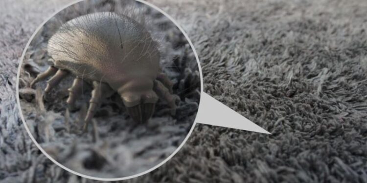 How to Prevent Dust Mites on a Mattress in 2023?
